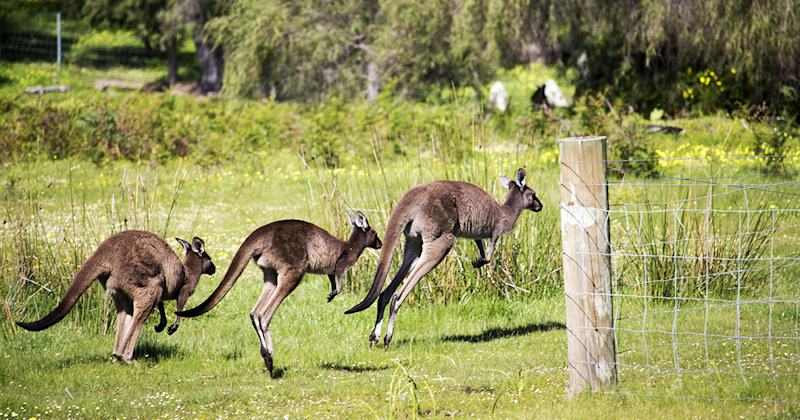 Kangaroos - featured