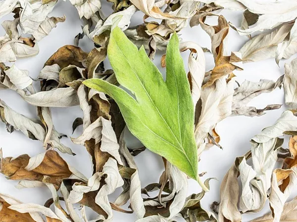 Ai Ye (Artemisia Argyi - Silvery Wormwood Leaves)