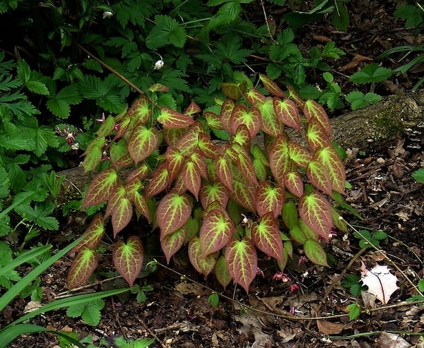 Epimedium