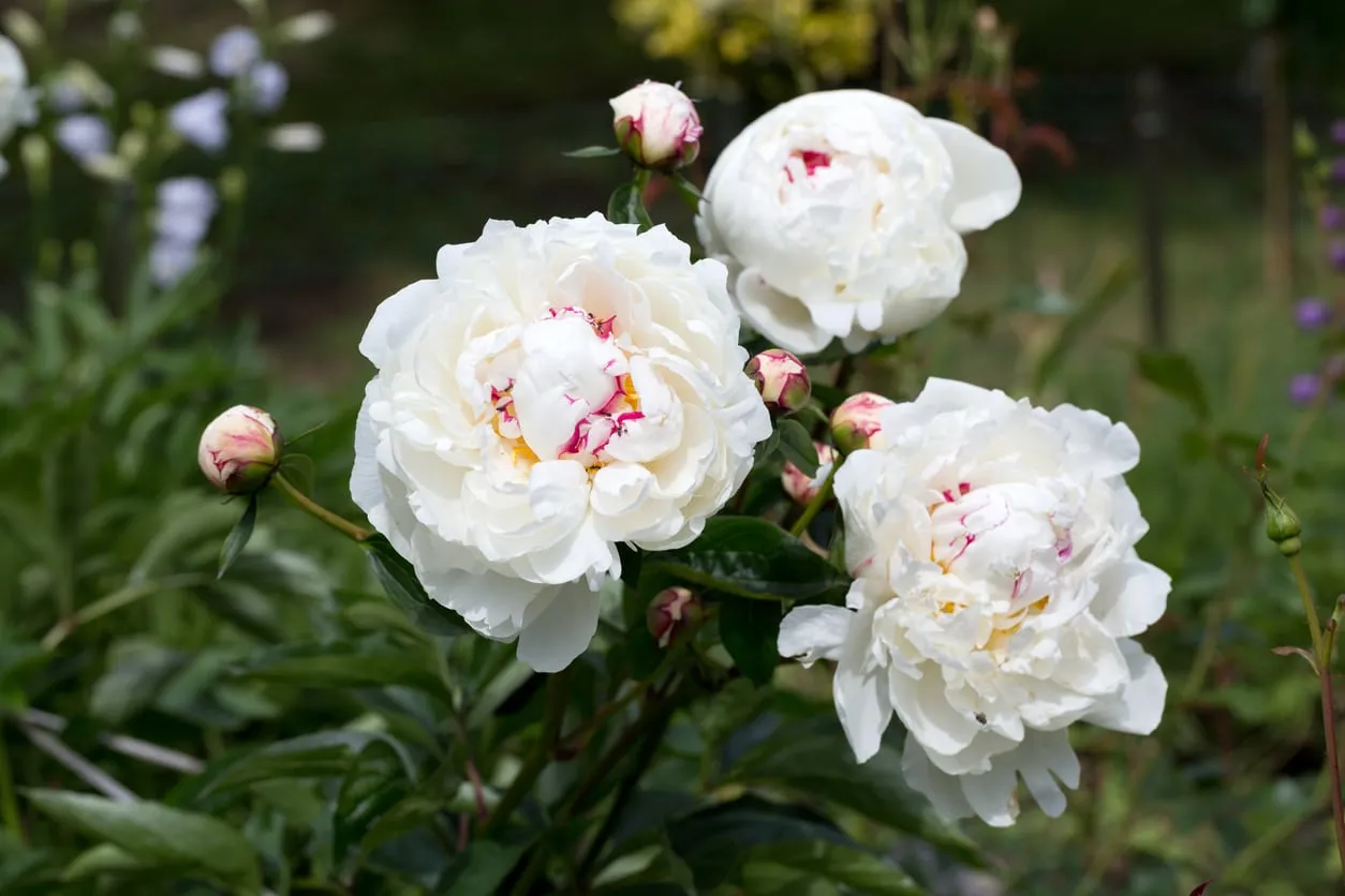 Bai Shao (Paeonia lactiflora - White peony roots)