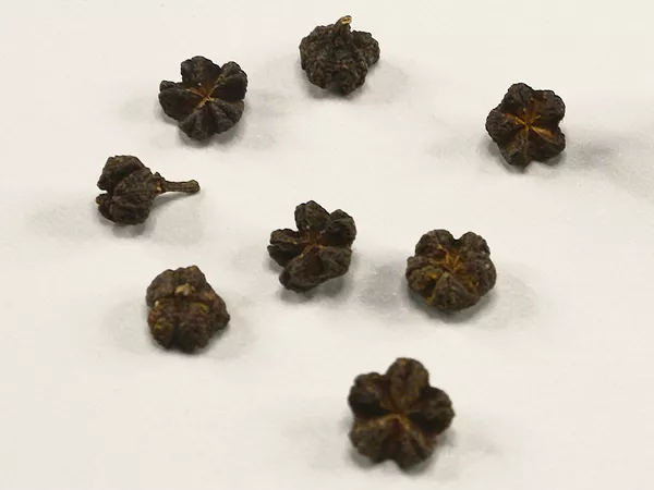 Wu Zhu Yu (Tetradium Ruticarpum - Evodia Fruits)