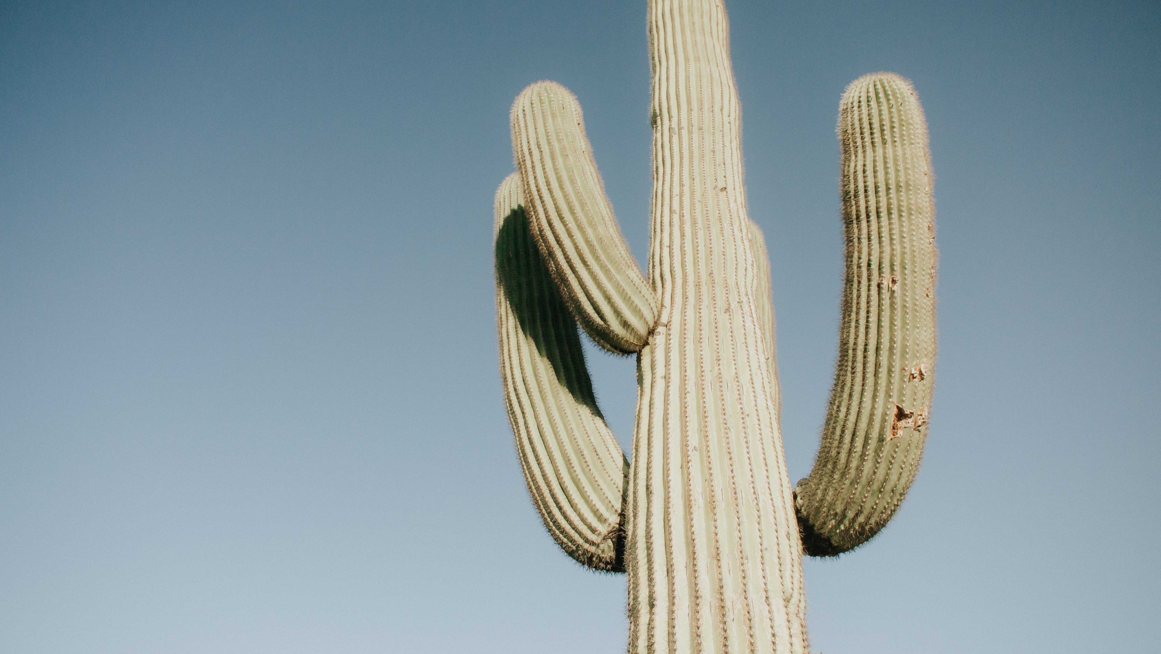 Photo of a cactus