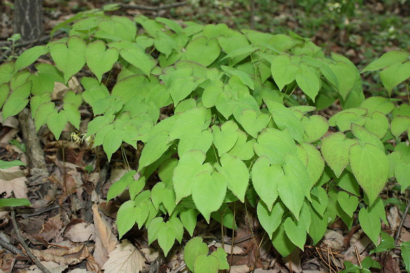 Yin Yang Huo (Herba Epimedii)