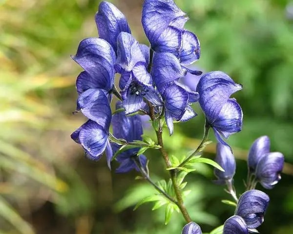 Herb - Fu Zi (Radix Aconiti Lateralis Preparata)