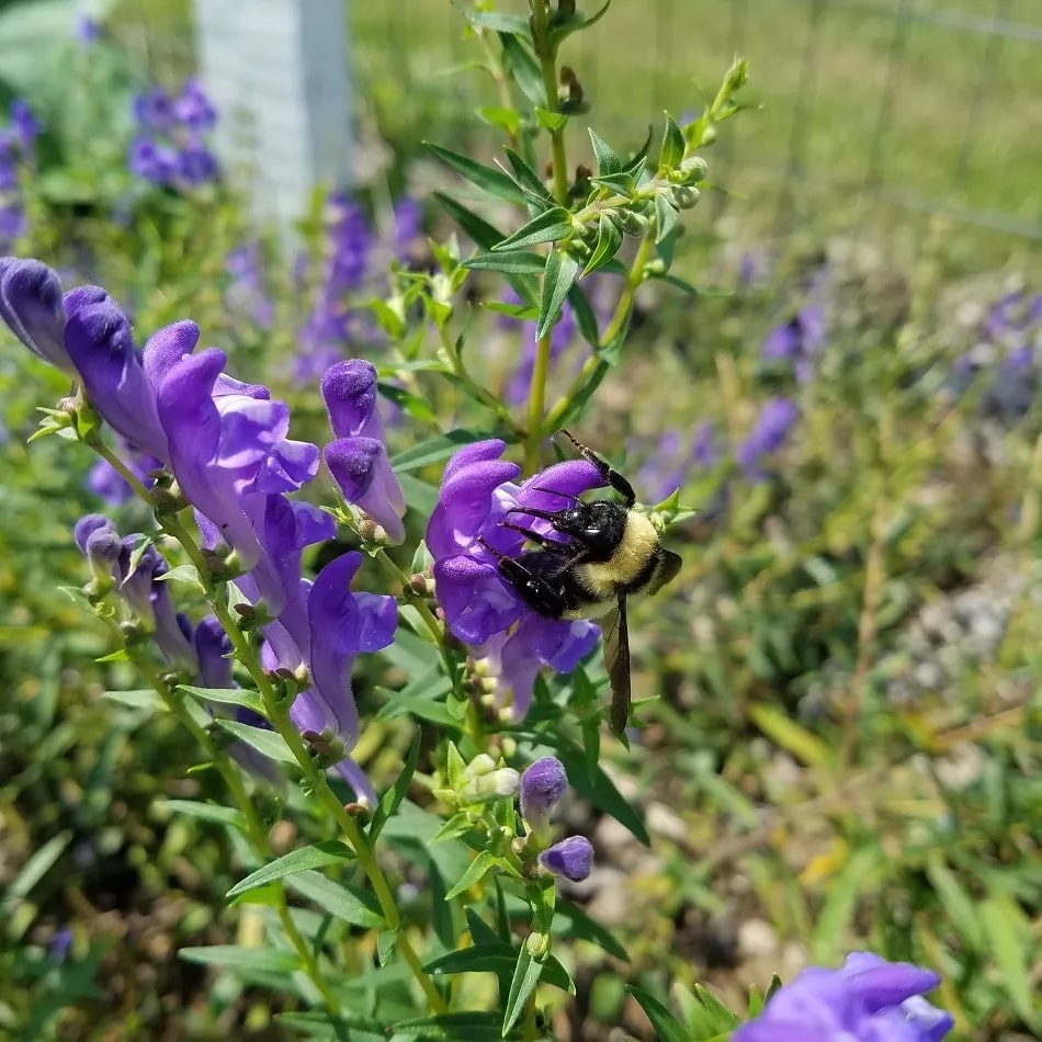 Organic chinese skullcap tincture