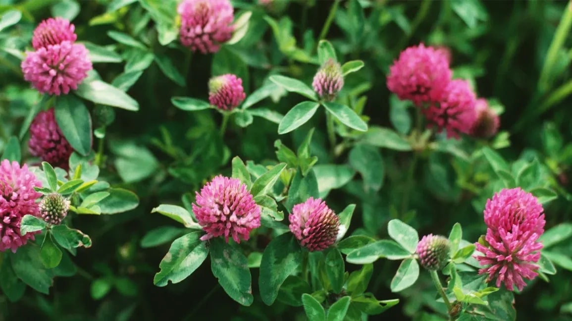 San Xiao Cao (Flos Trifolii) also known as Red Clover