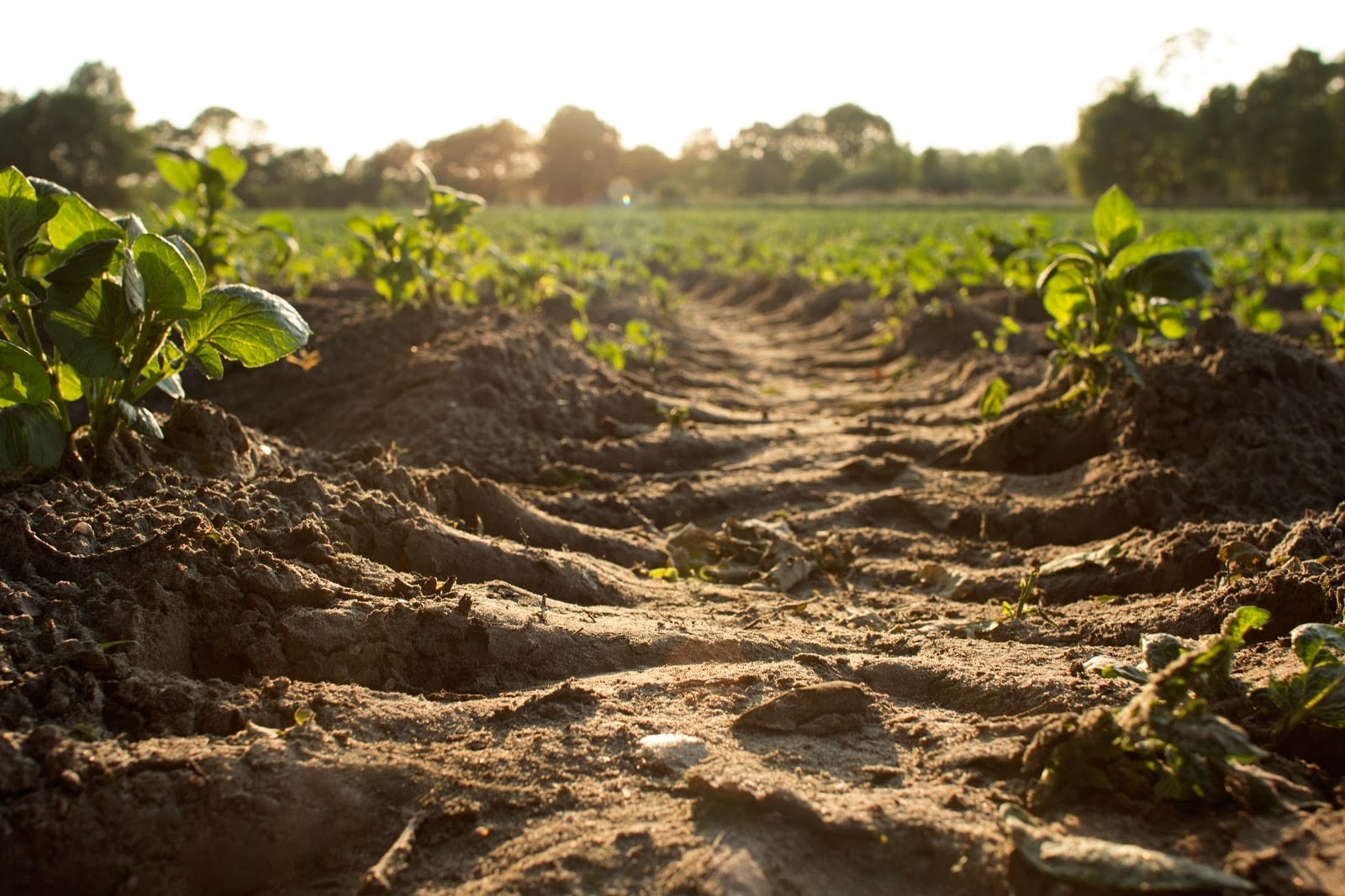 Plants growing on farm