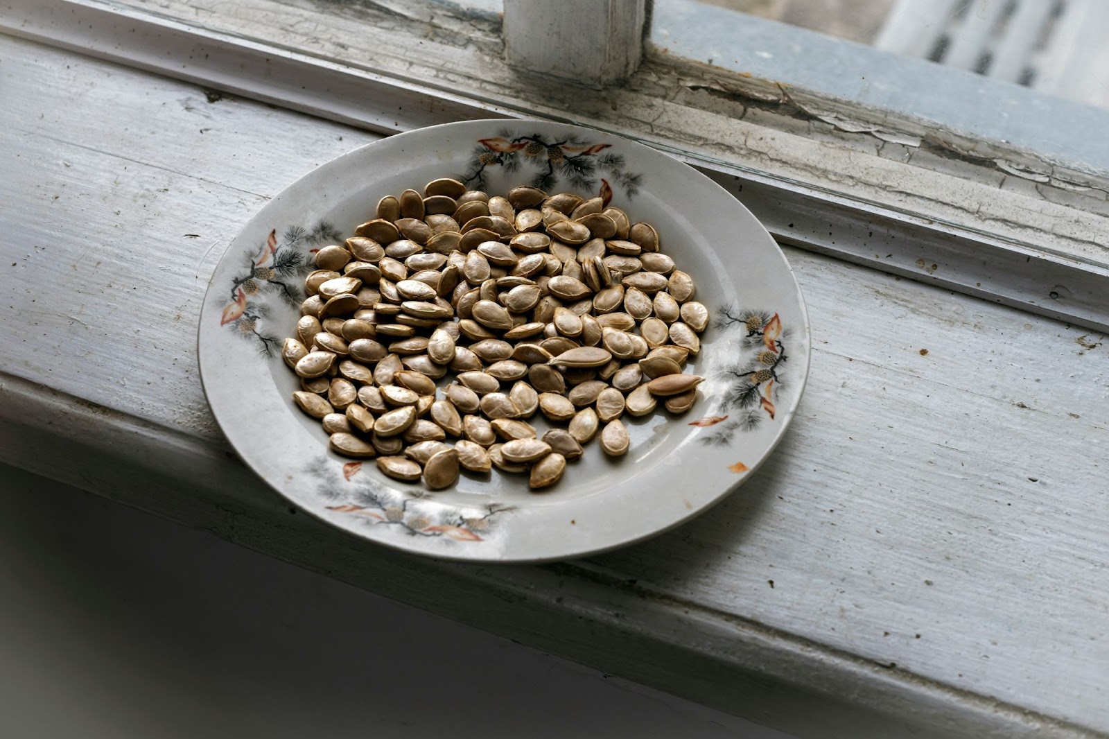 Brown nuts on white ceramic plate