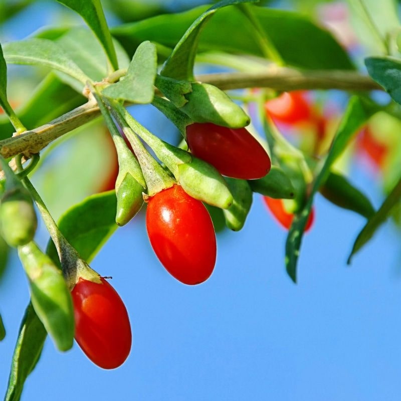 Goji Berries