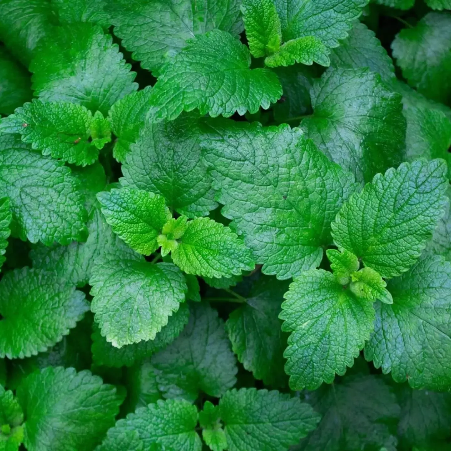 Bo He (Menthae haplocalyx, Mentha arvensis)