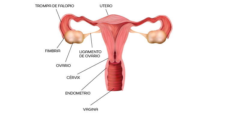 anatomia-sexual-femenina-nosotras-pais-int-articulo-3