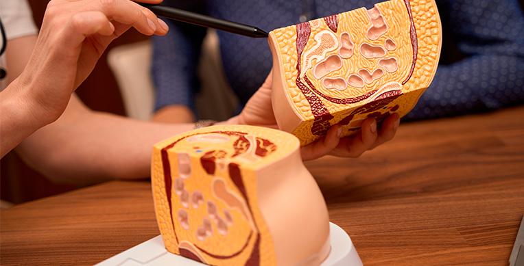 piso-pelvico-interna-1