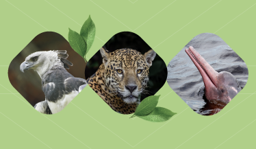 ¿Qué espíritu animal del amazonas vive en ti?