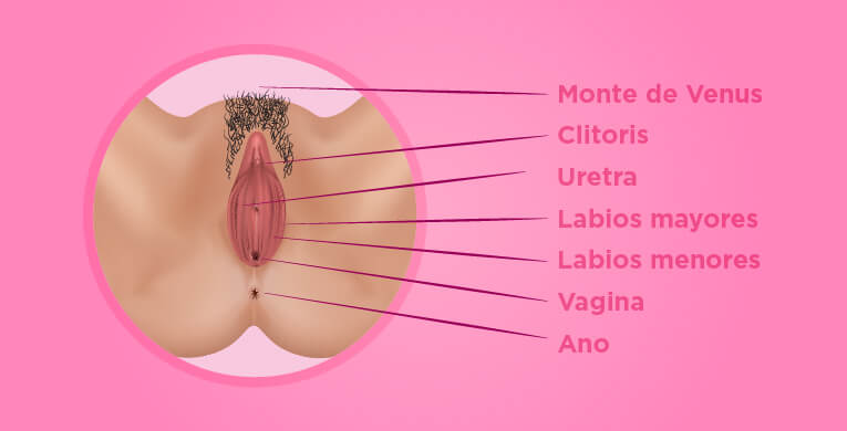 todo-lo-que-debes-saber-sobre-sexualidad-femenina-int-articulo-2