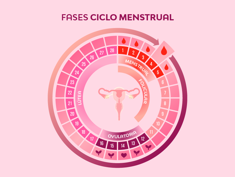 pedir disculpas fricción Fiesta Herramientas para calcular tu ciclo menstrual - Nosotras Chile
