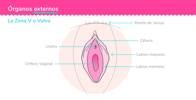 Órganos reproductivos externos femeninos.