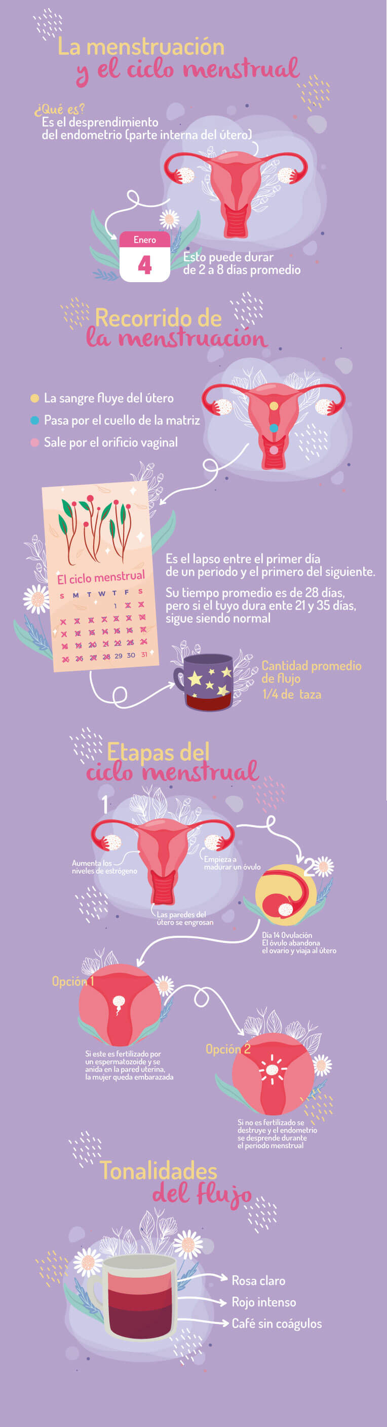 Cómo funciona el ciclo menstrual/periodo