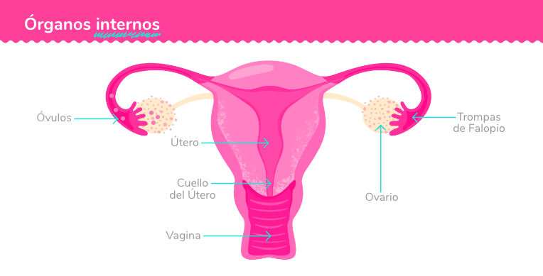 Órganos reproductivos internos femeninos.