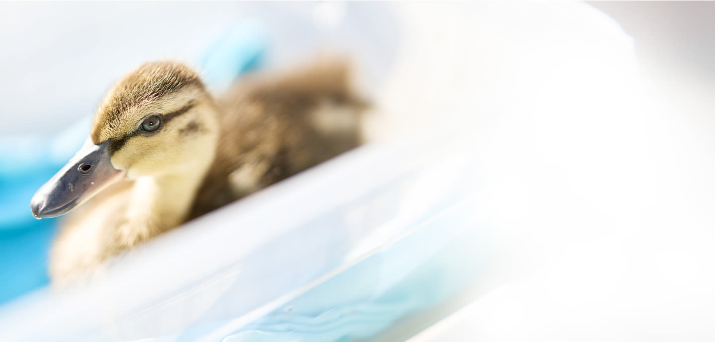 Notre canard couché sur des draps blancs.