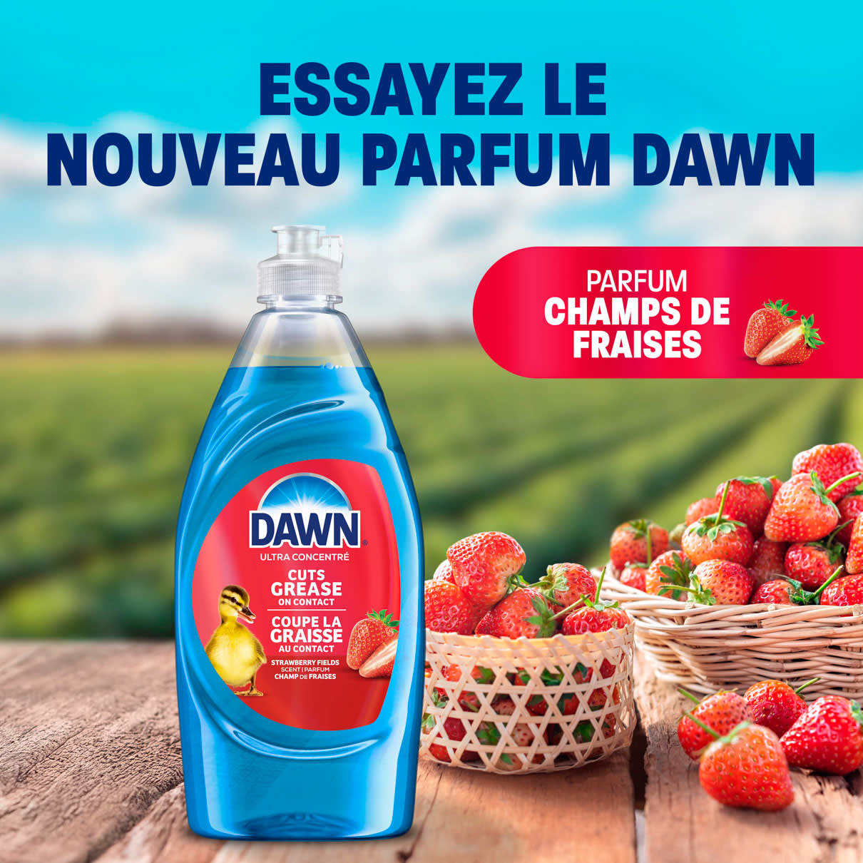 Essayez le nouveau parfum Dawn - Parfum Champs de Fraises
