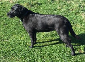 Cover Image for Bonnie