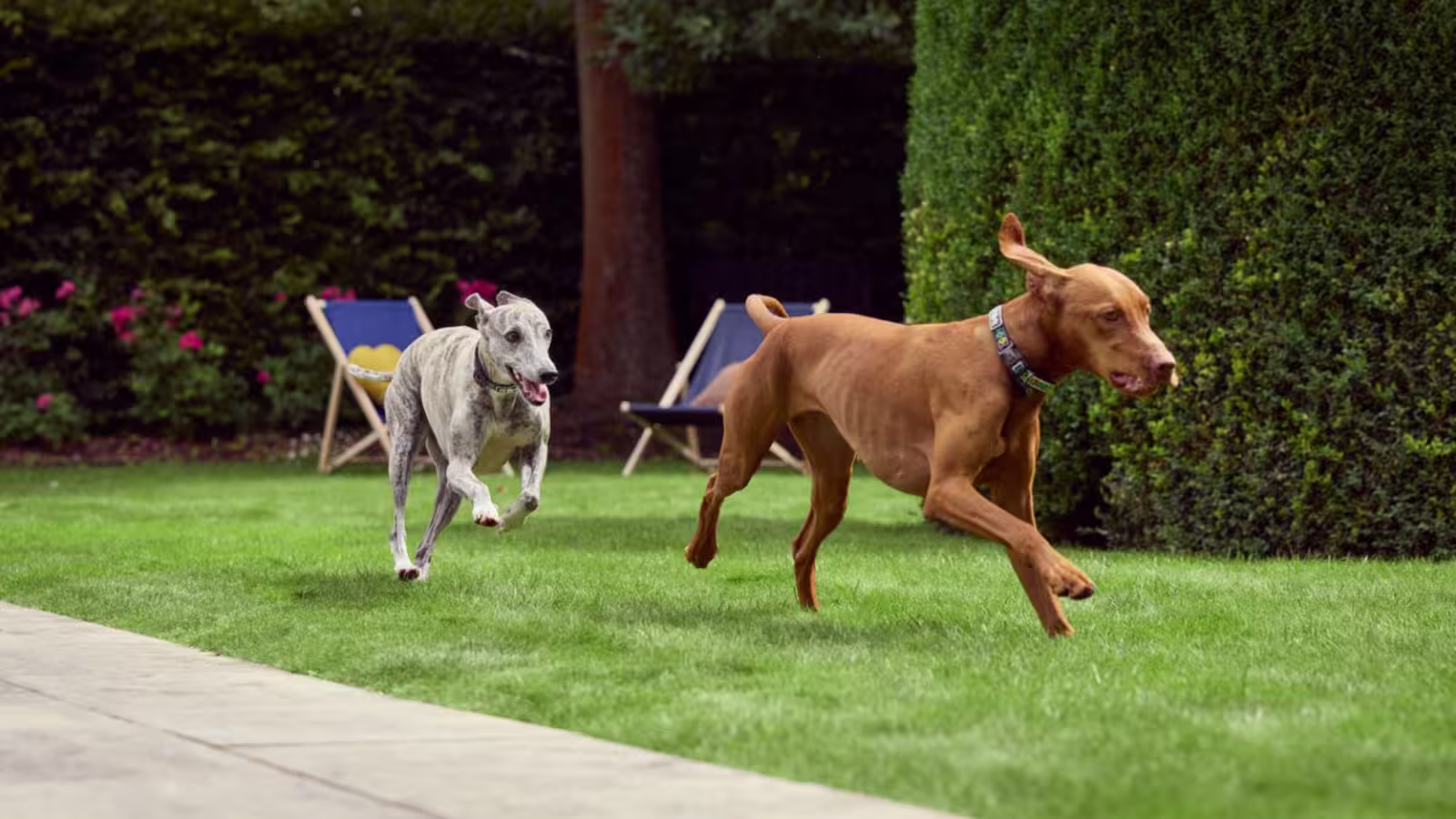 Brit Care Dog Grain-Free