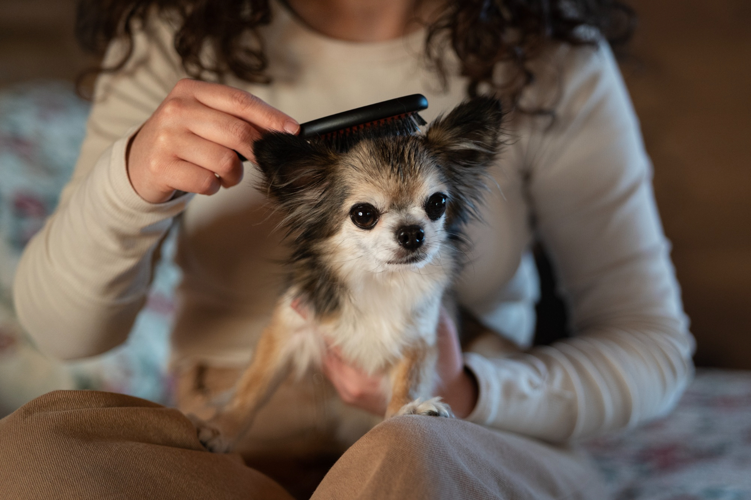 Pies jest czesany na rękach