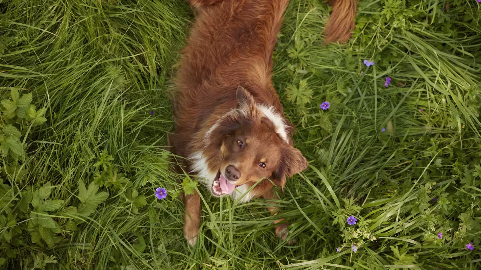 BC Dog