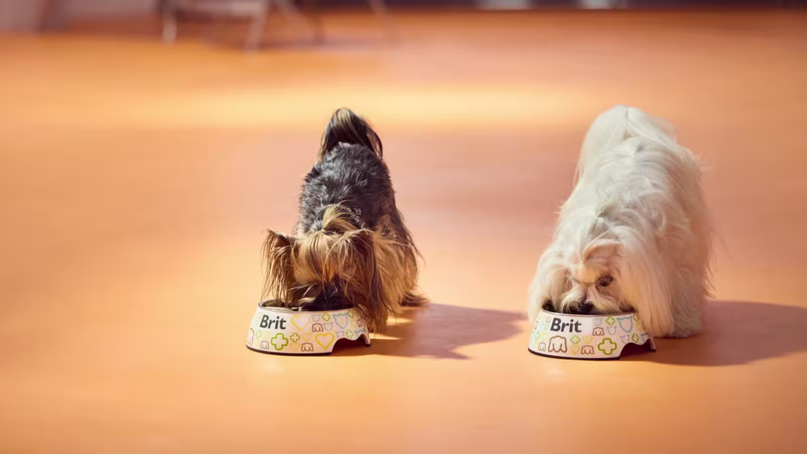 Brit Care Dog Mini
