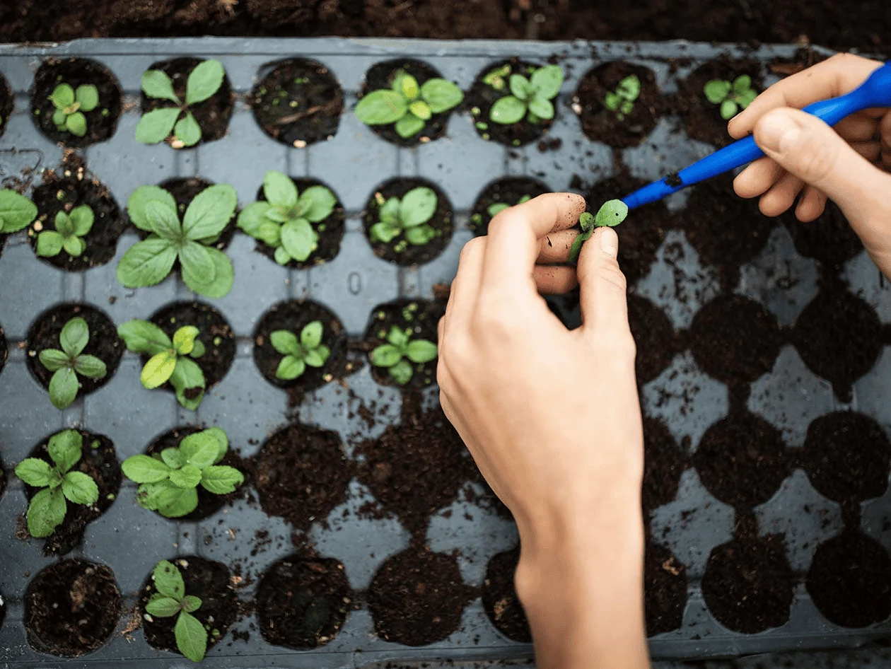 planting seedlings in a tray