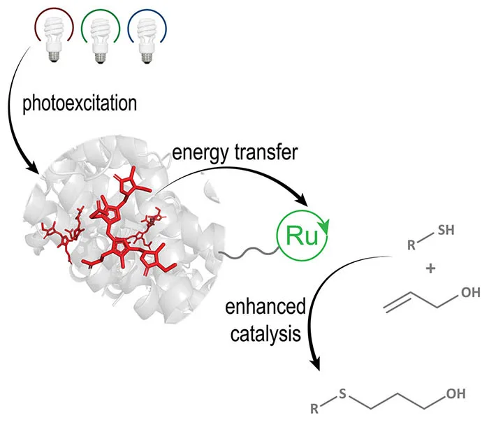 Graphical abstract. (Source: Paul T Cesana et al: A biohybrid strategy for enabling photoredox catalysis with low-energy light, Chem, Jan 2022)
