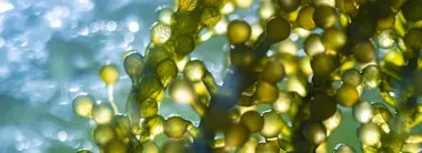 An image of algae being used for the development of biofuels