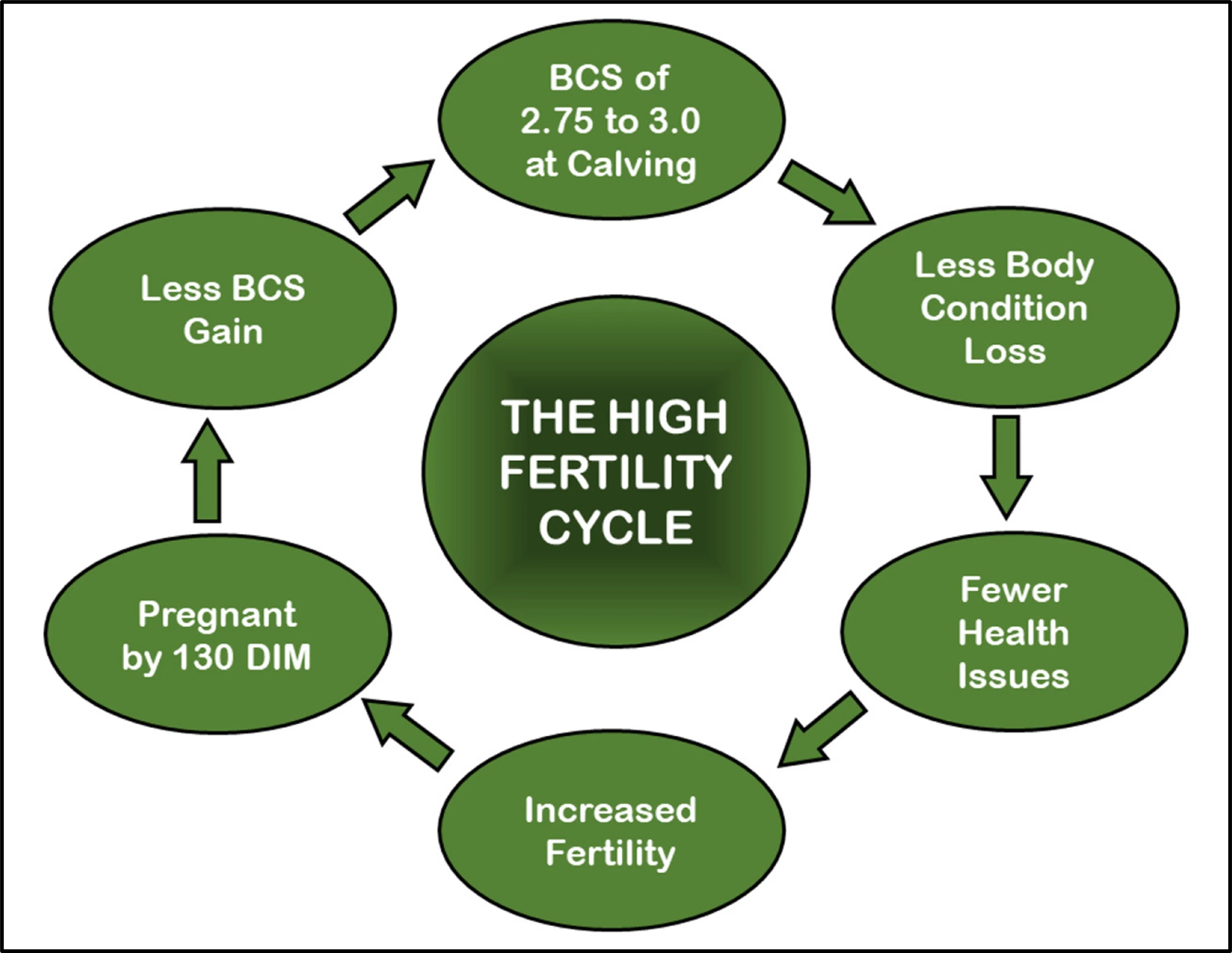 High fertility cycle chart
