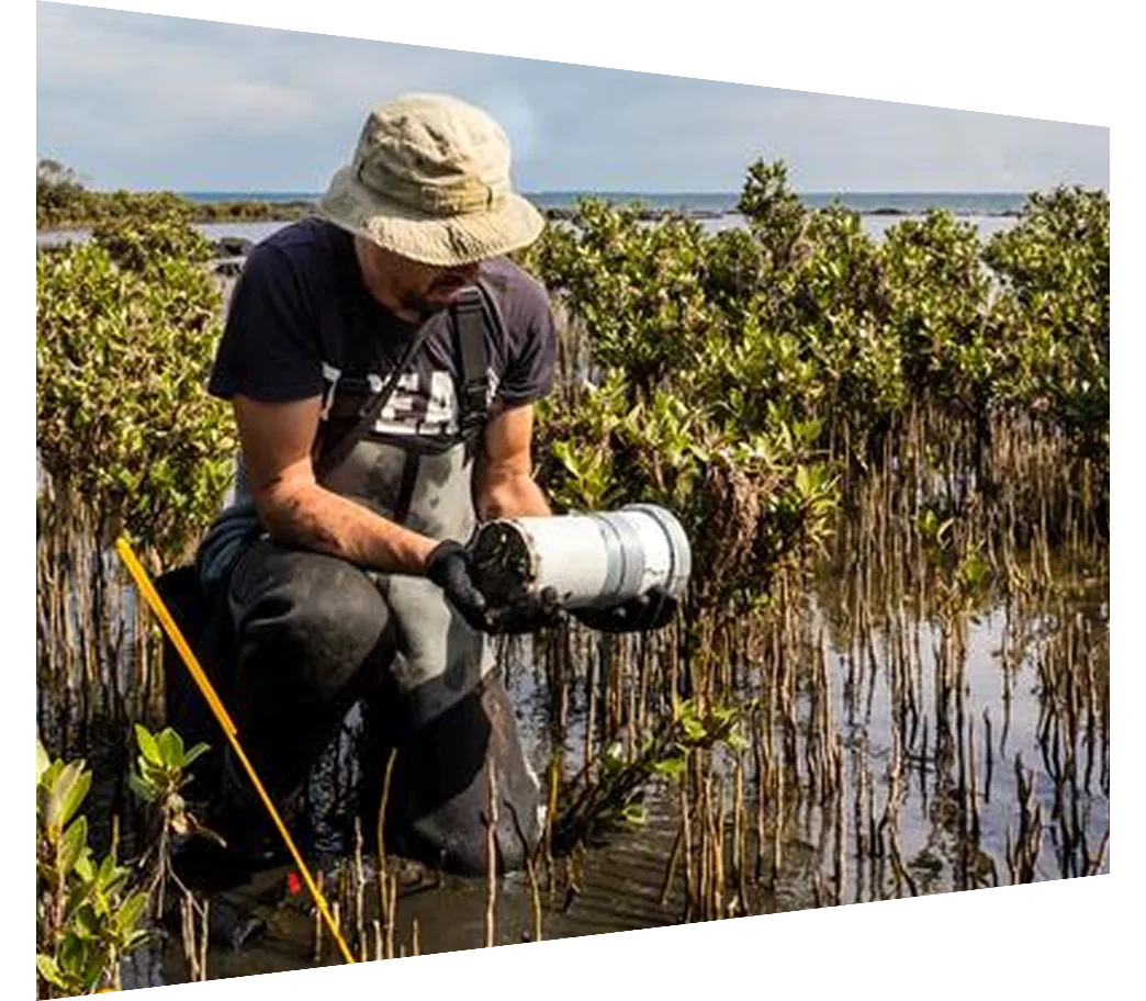 Scientist collecting a sediment core