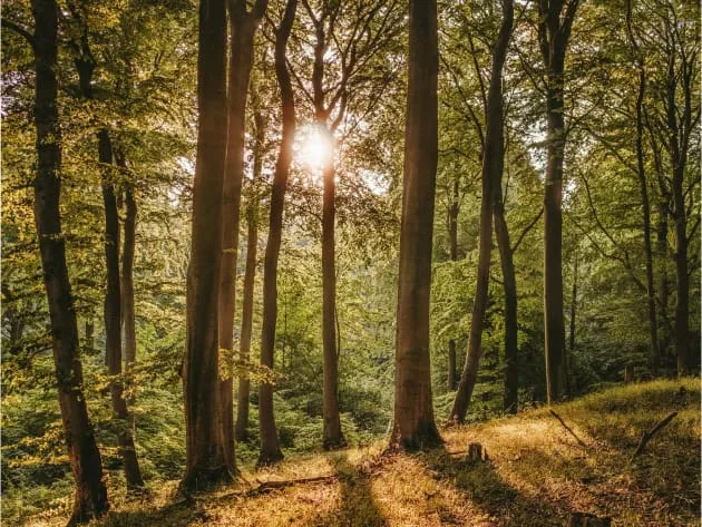 In a forest with sun beaming toward the camera