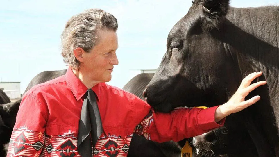 Temple Grandin touching a cow