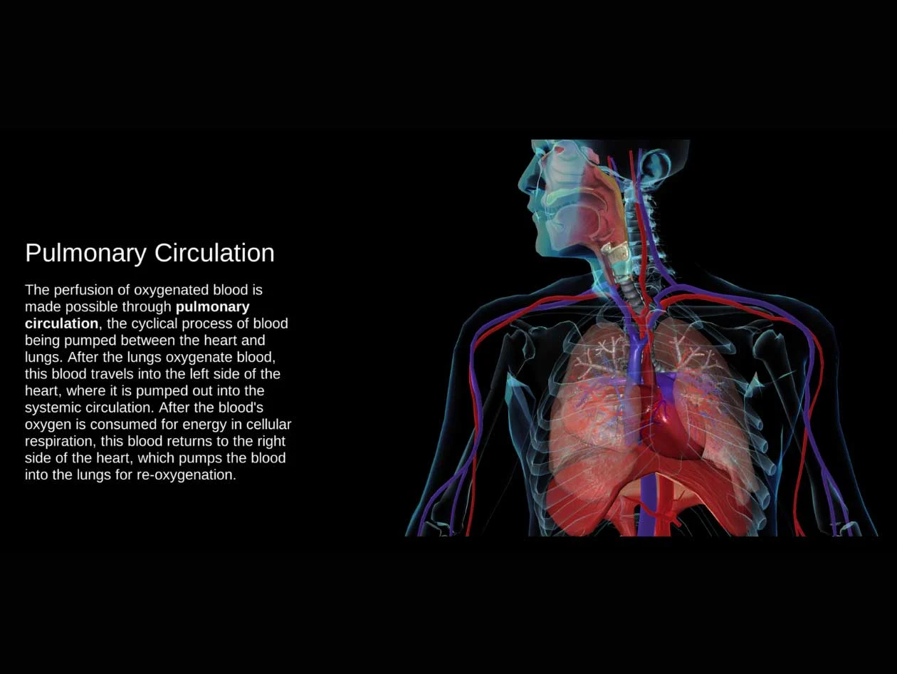 Shadow Health Advanced Pathophysiology