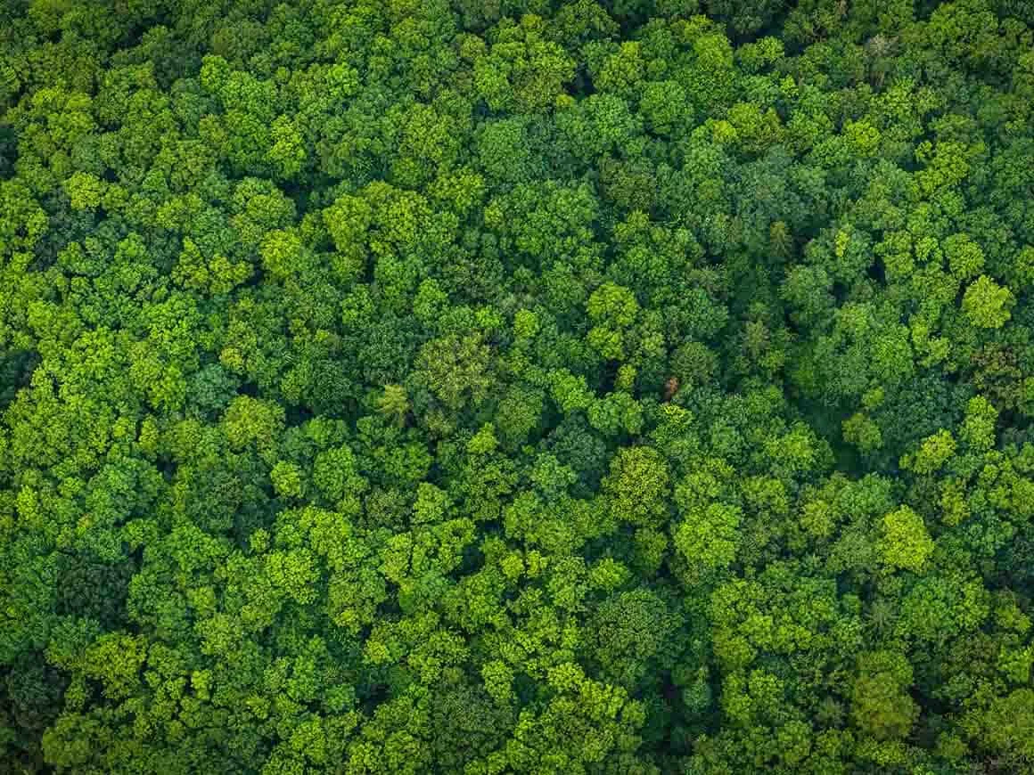 Green forest foliage aerial