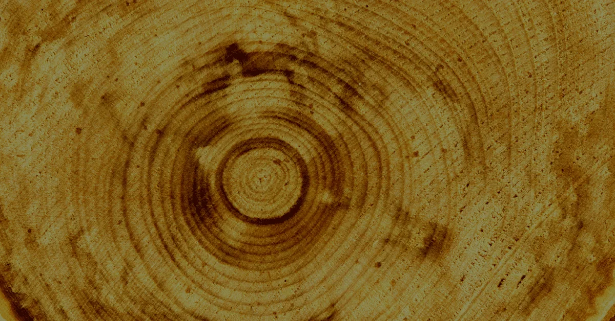 Annual growth rings of a tree