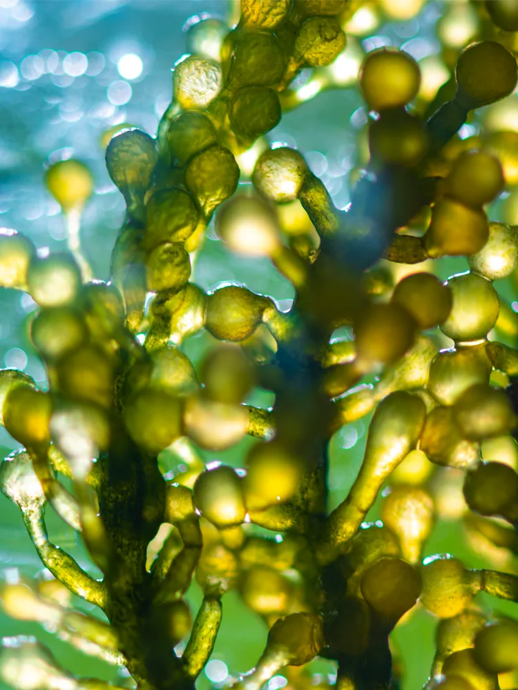 An image of algae being used for the development of biofuels