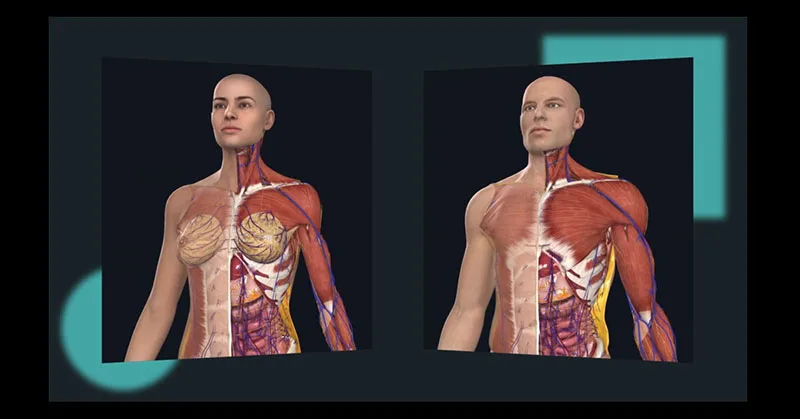 Image of 3D4Medical's full female anatomy model on the Complete Anatomy Platform side by side with the male model.
