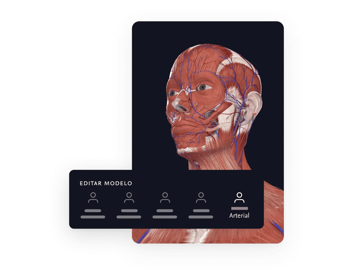 Human Anatomy Arterial Model Benefit