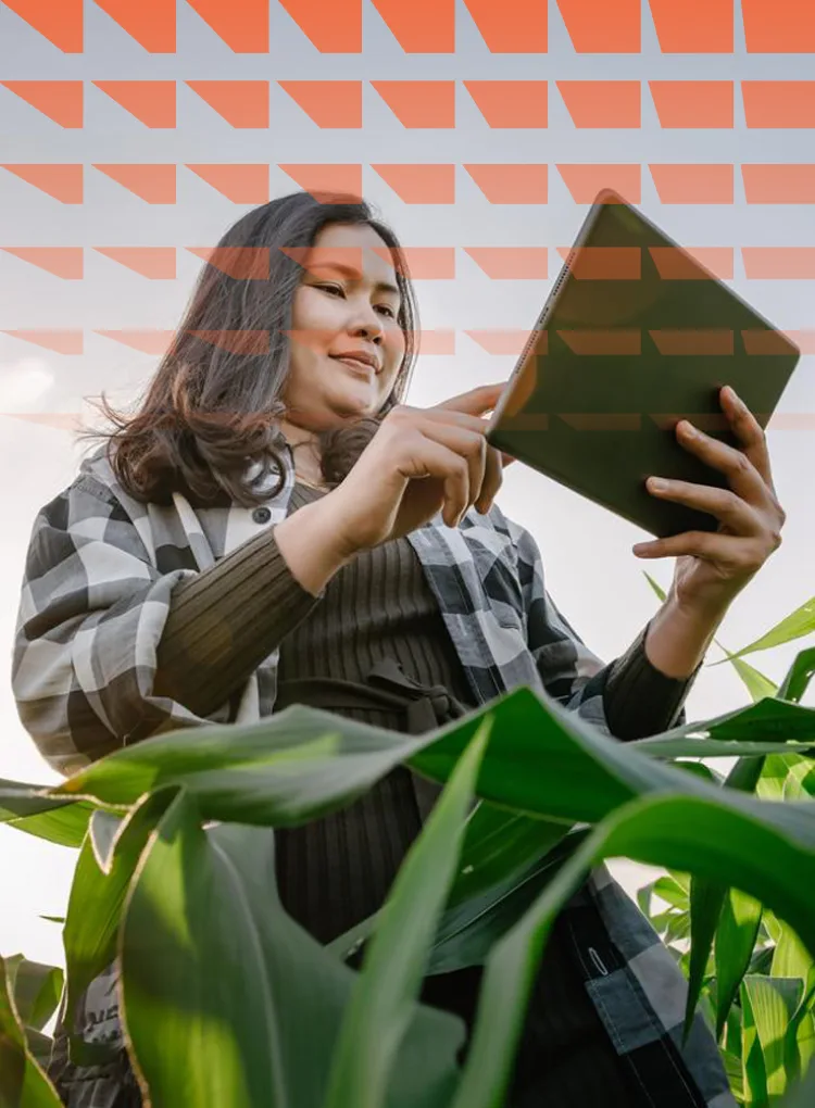 Female farmer using a digital tablet while working in a corn field