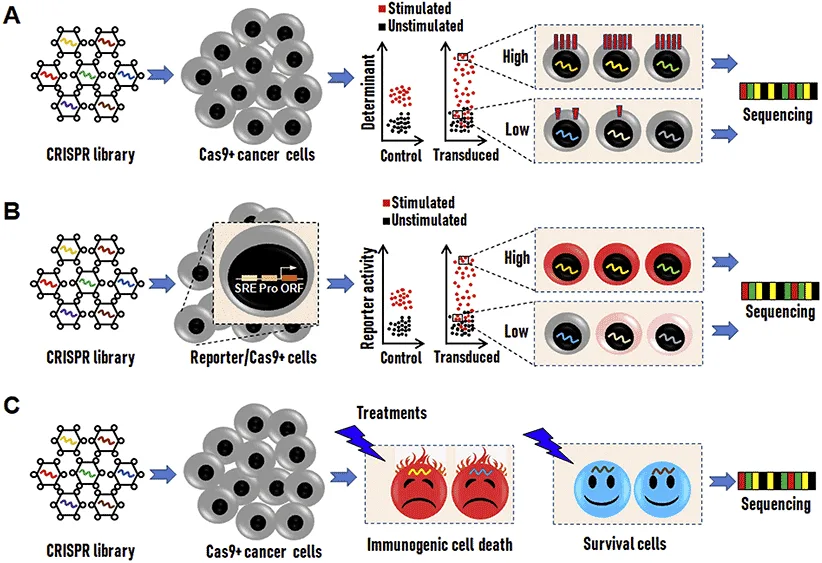 CRISPR/CAS image