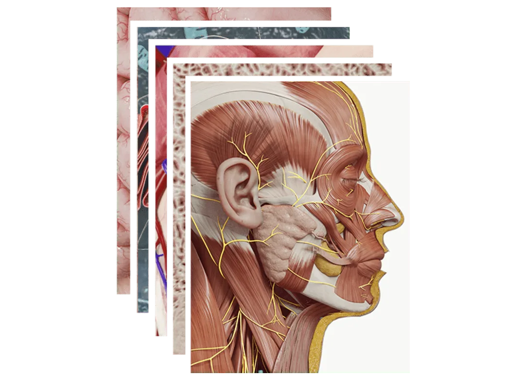 Human Anatomy Arterial Model Benefit