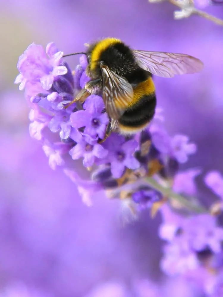 Bee pollinating lavender