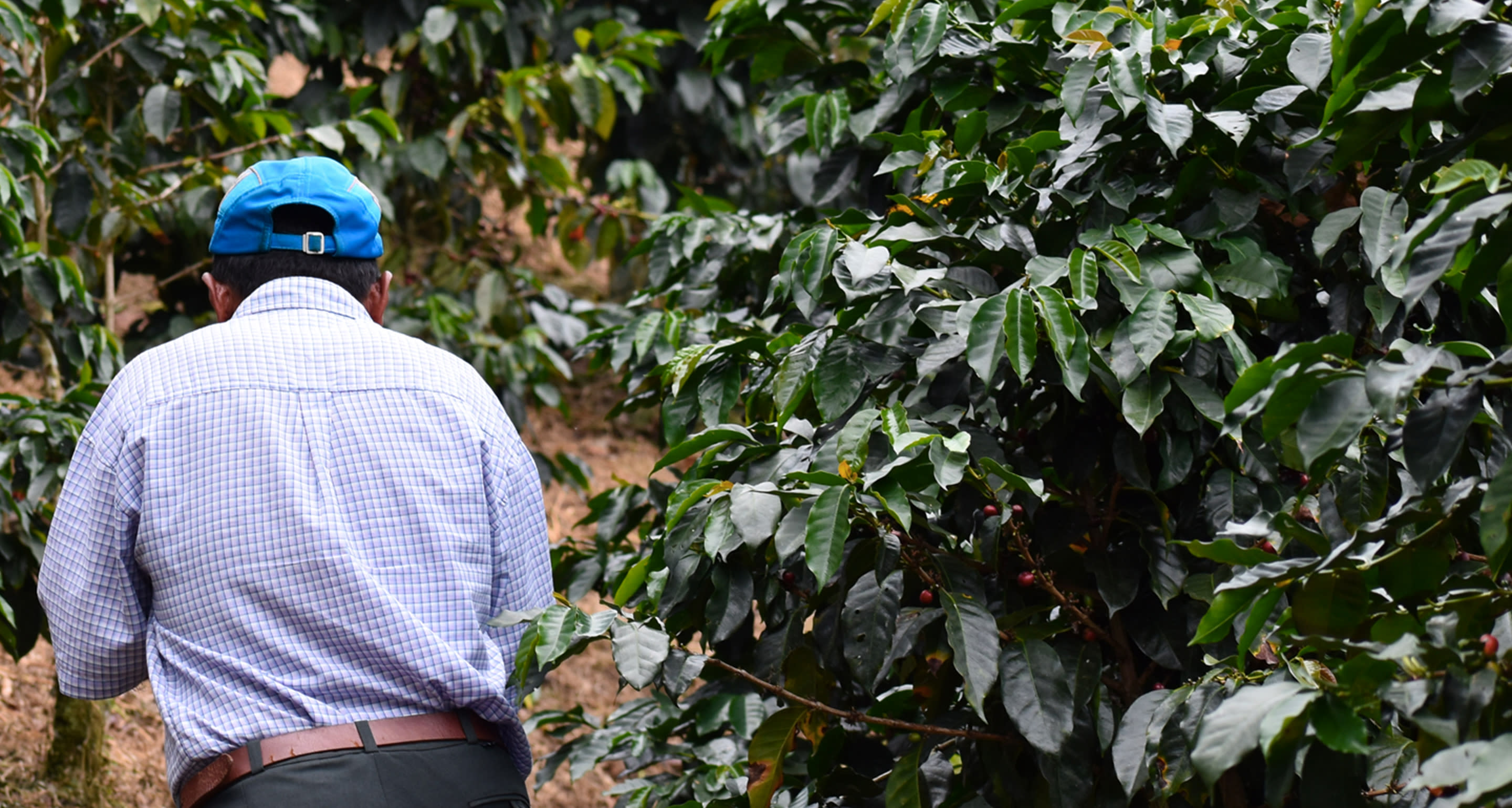 The Environmental Impact of Coffee Trade Trade Coffee