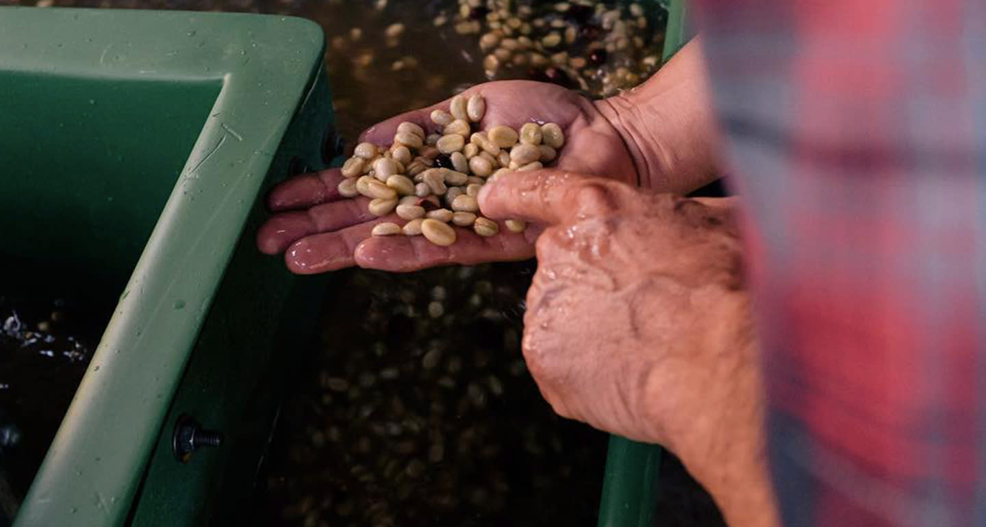 What is Fermented Coffee? Trade Coffee Trade Coffee
