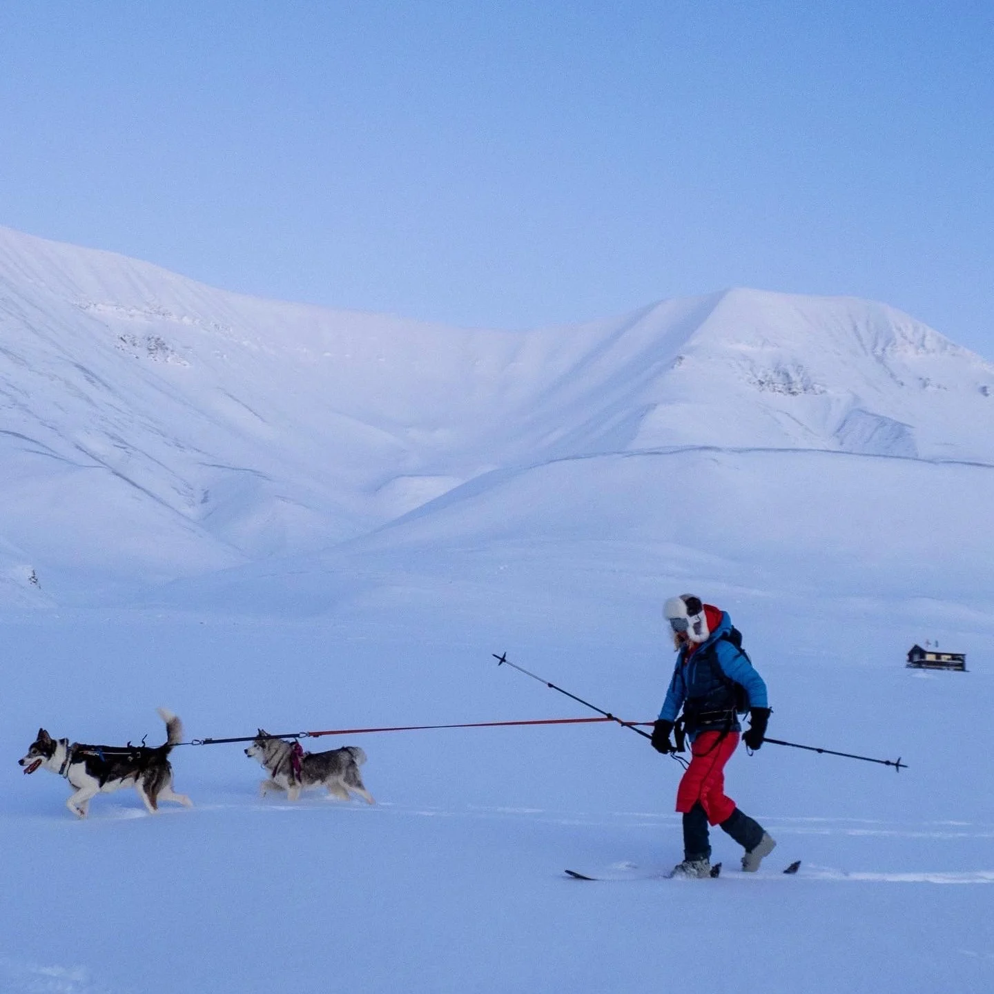 Elisa Røtterud - Dogs