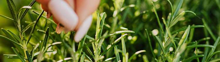 rosemary